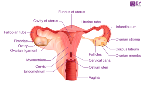 Fallopian tube cancer,