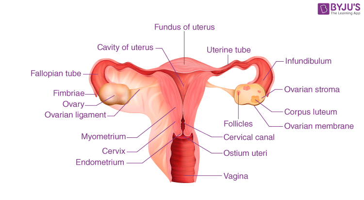 Fallopian tube cancer,