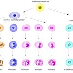 hematopoiesis