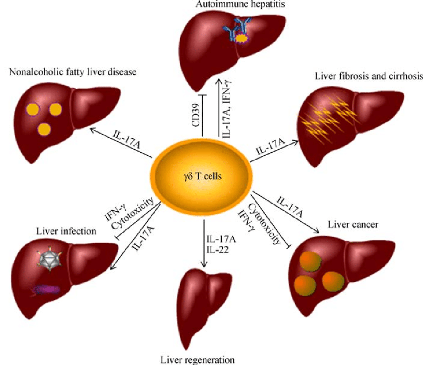 What is Liver disease ? - MEDICINE FOR WORLD