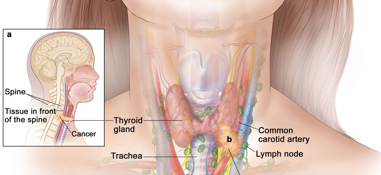 Donde se encuentra la glandula tiroides