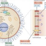 Antifungals