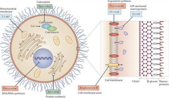 what-is-antifungals-medicine-for-world