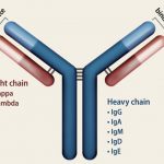 Immunoglobulin