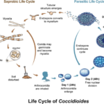 What is Chromoblastomycosis and Coccidioidomycosis?