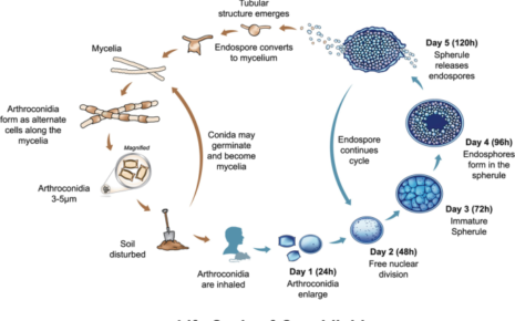What is Chromoblastomycosis and Coccidioidomycosis?