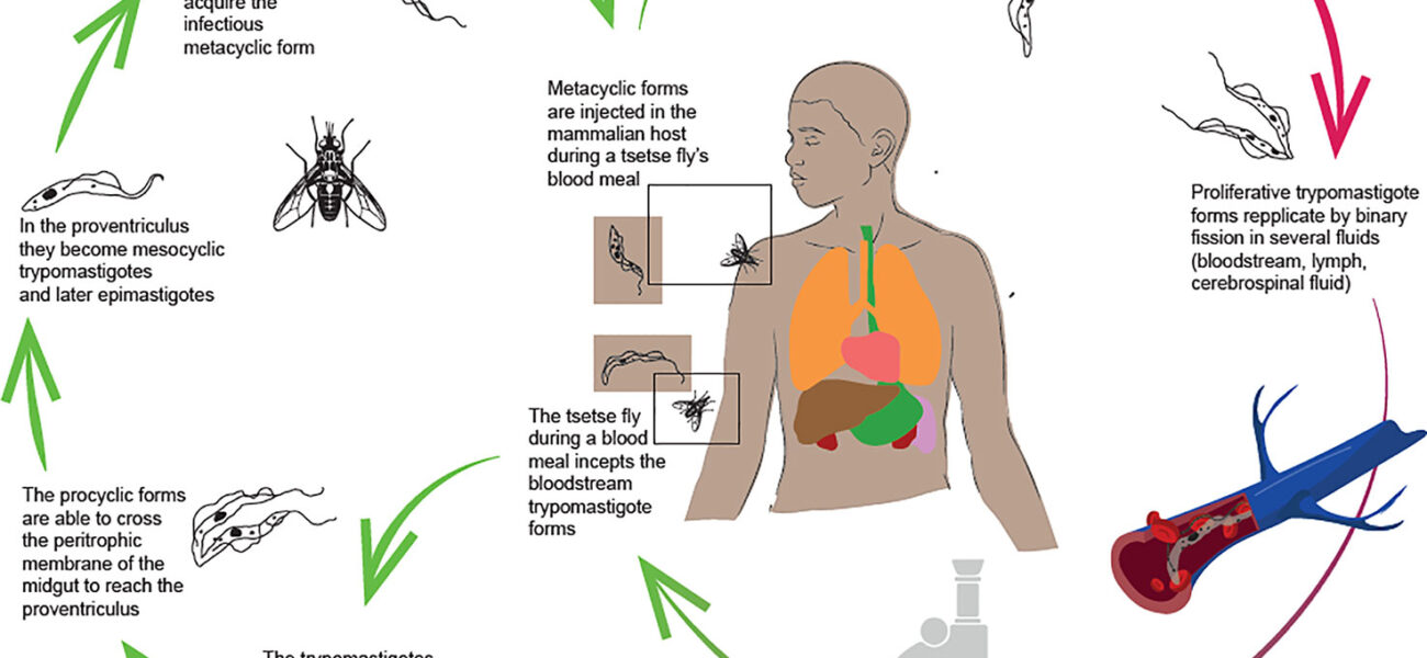 What is Trypanosomiasis
