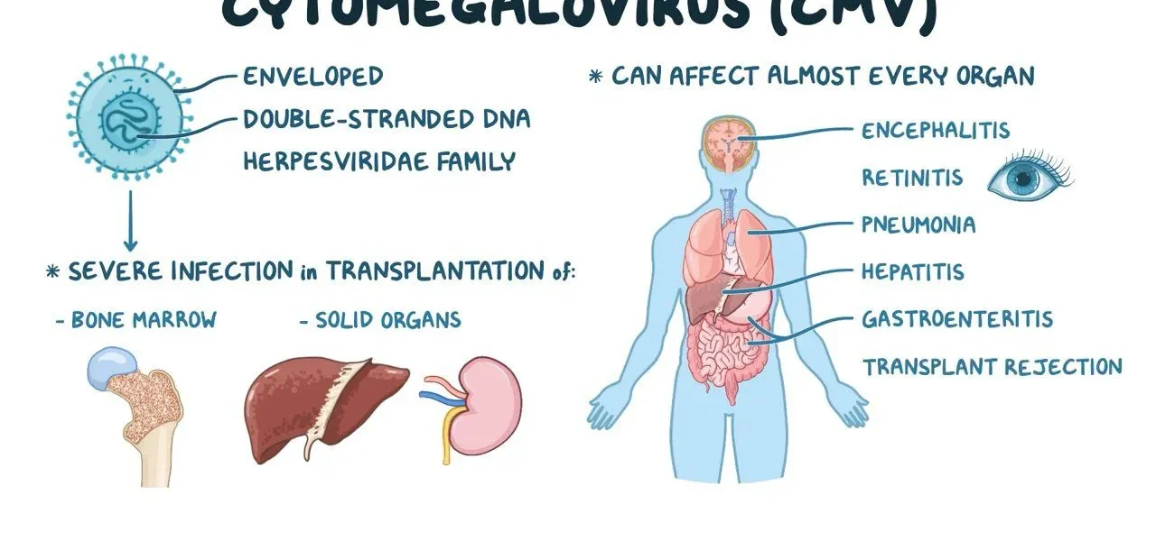 what is Cytomegalovirus?