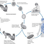 What is Toxocariasis?