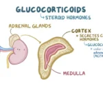 What is Glucocorticoids