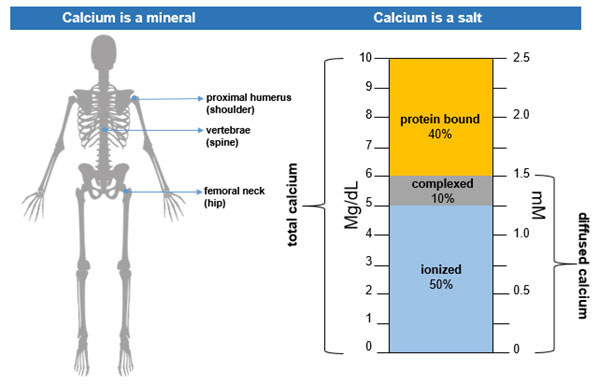 What is High Blood Calcium Levels and Bone Health