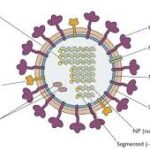 what is Influenza