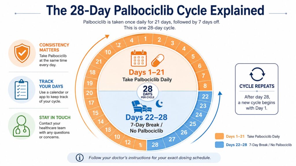 The 28 Day Palbociclib Cycle Explained, circular calendar graphic — Circular calendar graphic split into a soft orange Days 1-21 zone and a calming blue Days 22-28 zone
