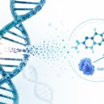 Illustration showing DNA repair process and Olaparib PARP inhibitor mechanism