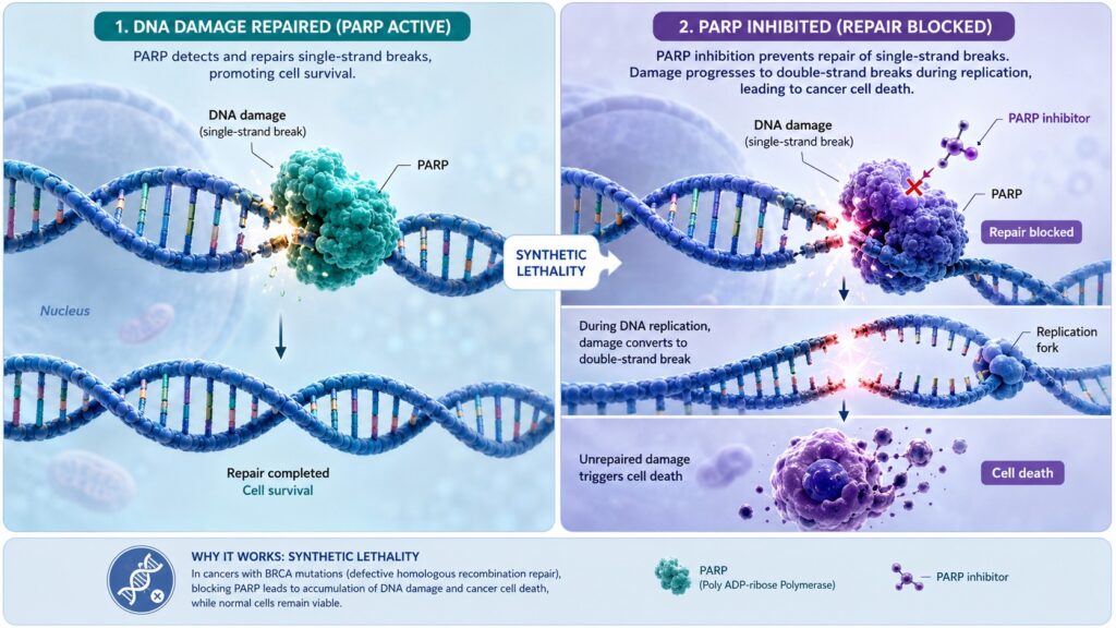 PARP inhibitors and synthetic lethality diagram